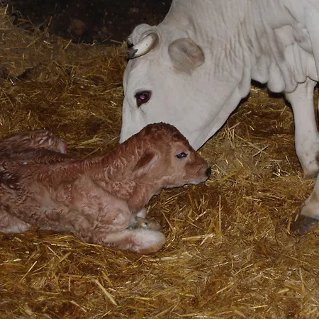 Casale Dei Frontini ファームステイ San Terenziano