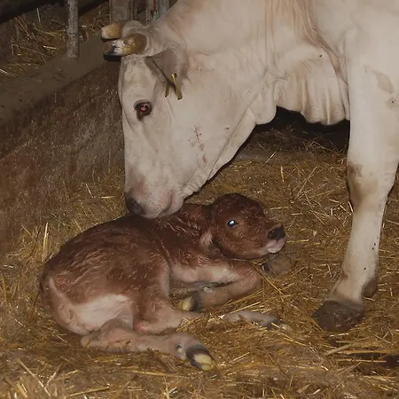 Séjour à la ferme Casale Dei Frontini San Terenziano