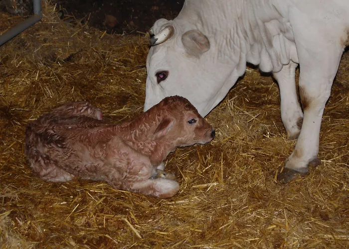 Casale Dei Frontini ファームステイ San Terenziano