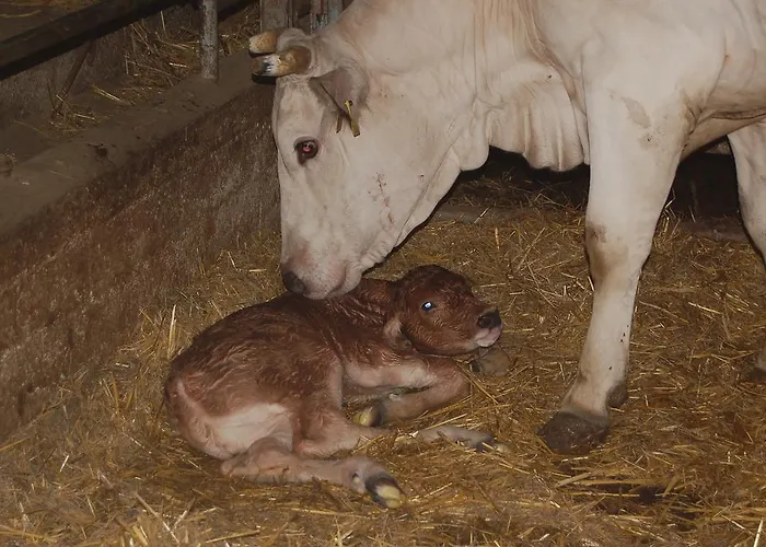 Alojamento de Turismo Rural Casale Dei Frontini San Terenziano