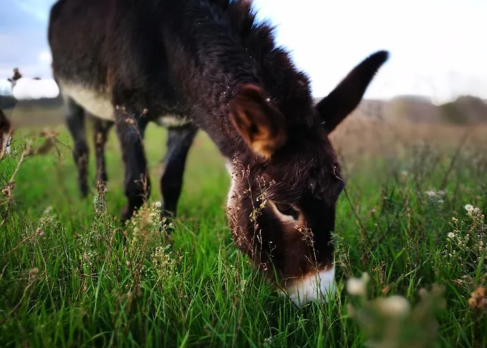 Alojamento de Turismo Rural Casale Dei Frontini San Terenziano